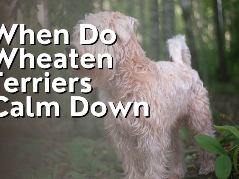 When Do Wheaten Terriers Calm Down