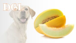 Is Honeydew Melon Good For Dogs