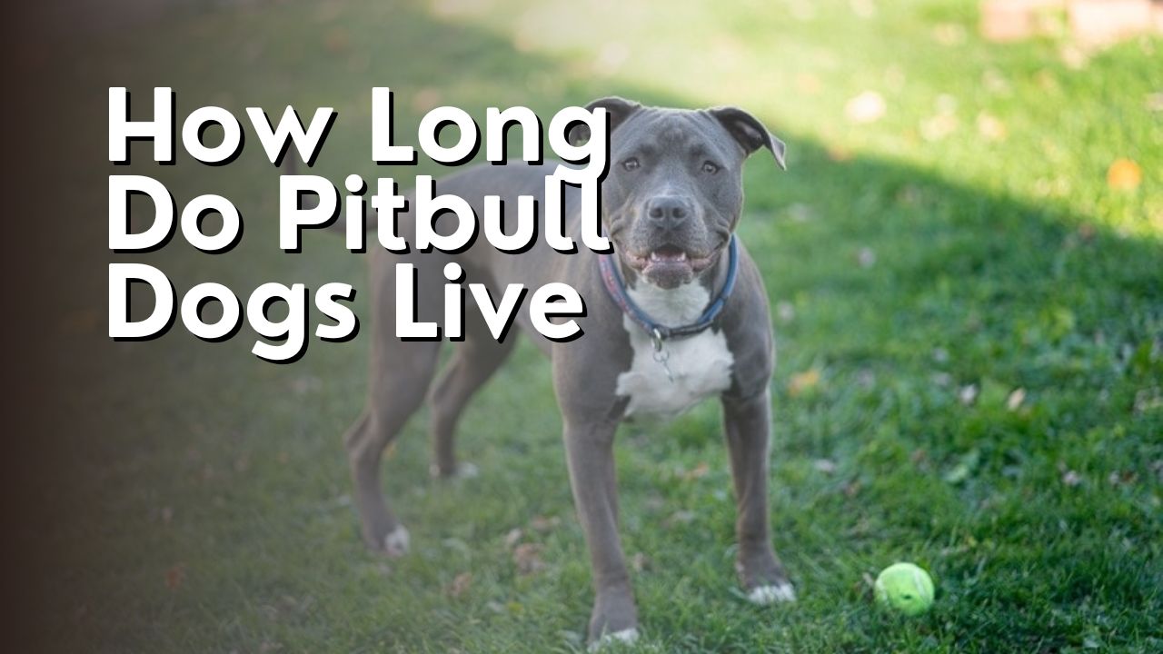How Long Do Pitbull Dogs Live