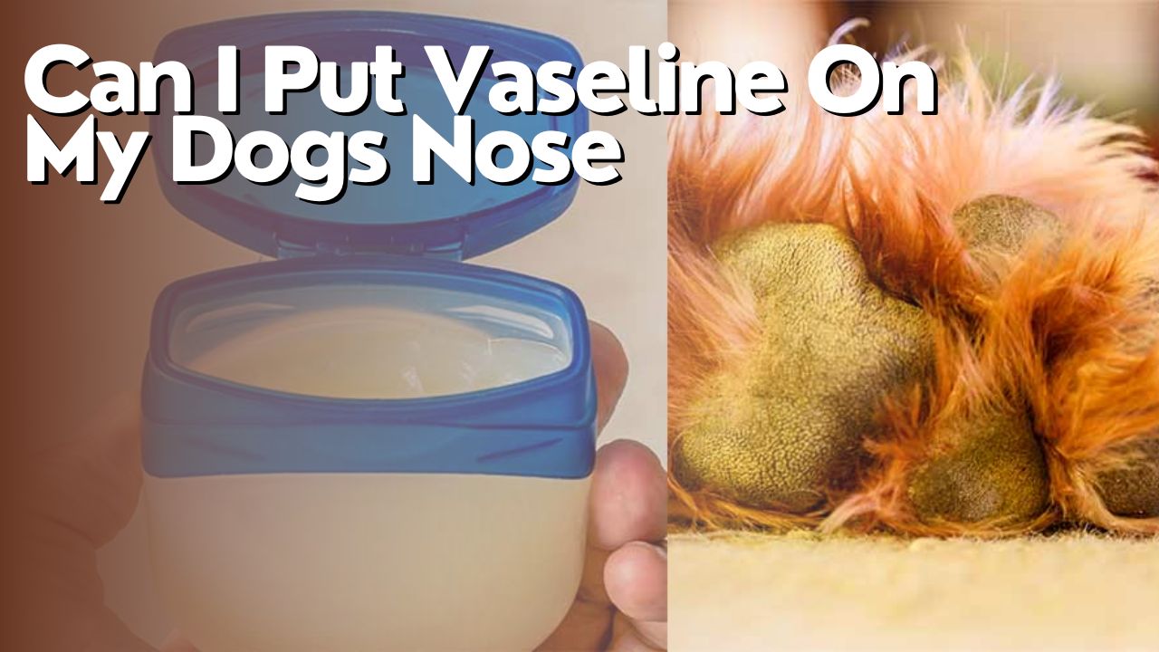 Can I Put Vaseline On My Dogs Nose