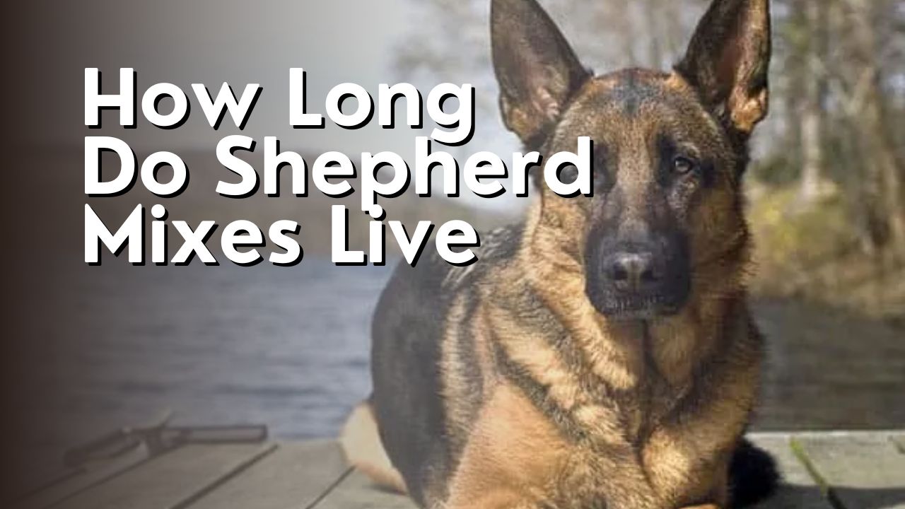 How Long Do Shepherd Mixes Live