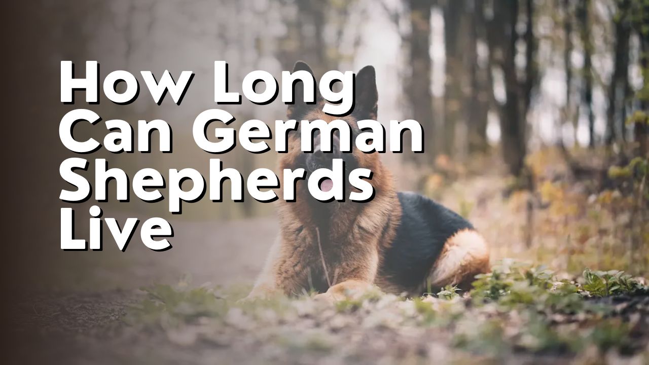 How Long Can German Shepherds Live