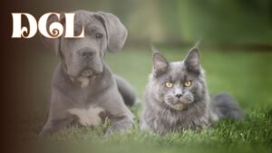 Are Cane Corso Good With Cats