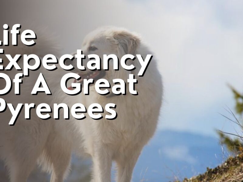 Life Expectancy Of A Great Pyrenees