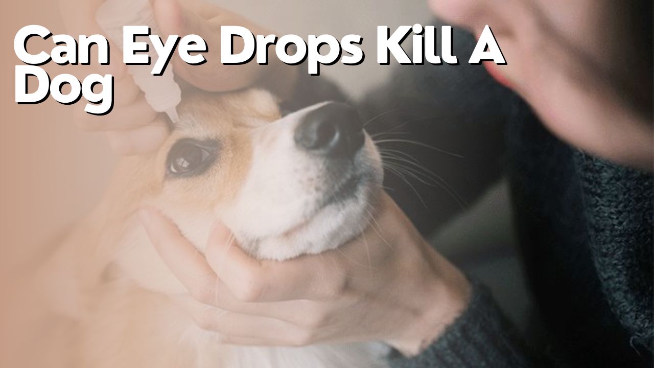 Can Eye Drops Kill A Dog
