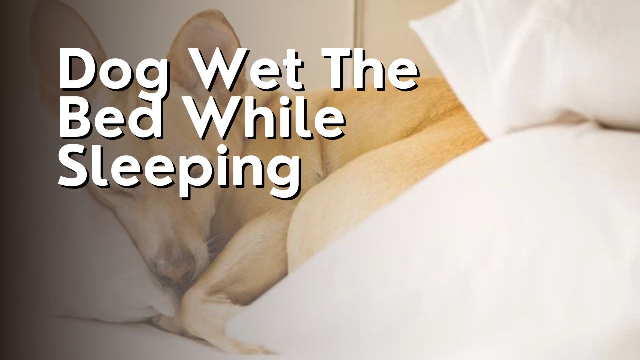 Dog Wet The Bed While Sleeping