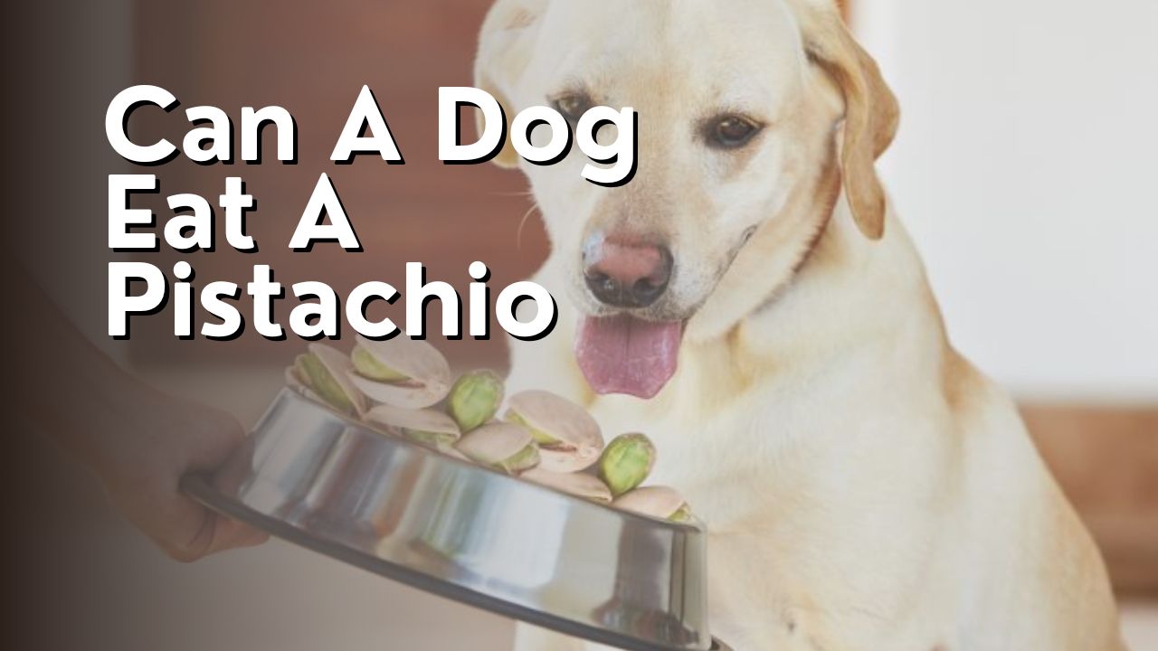 Can A Dog Eat A Pistachio