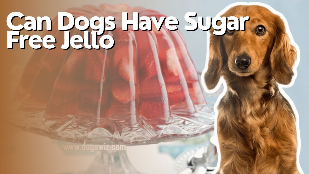Can Dogs Have Sugar Free Jello