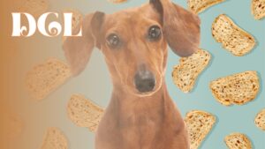 Can Dogs Eat Whole Wheat Bread