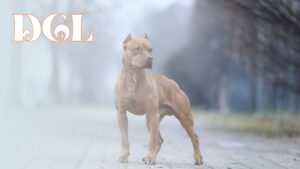 How Much Is A Pitbull Cost