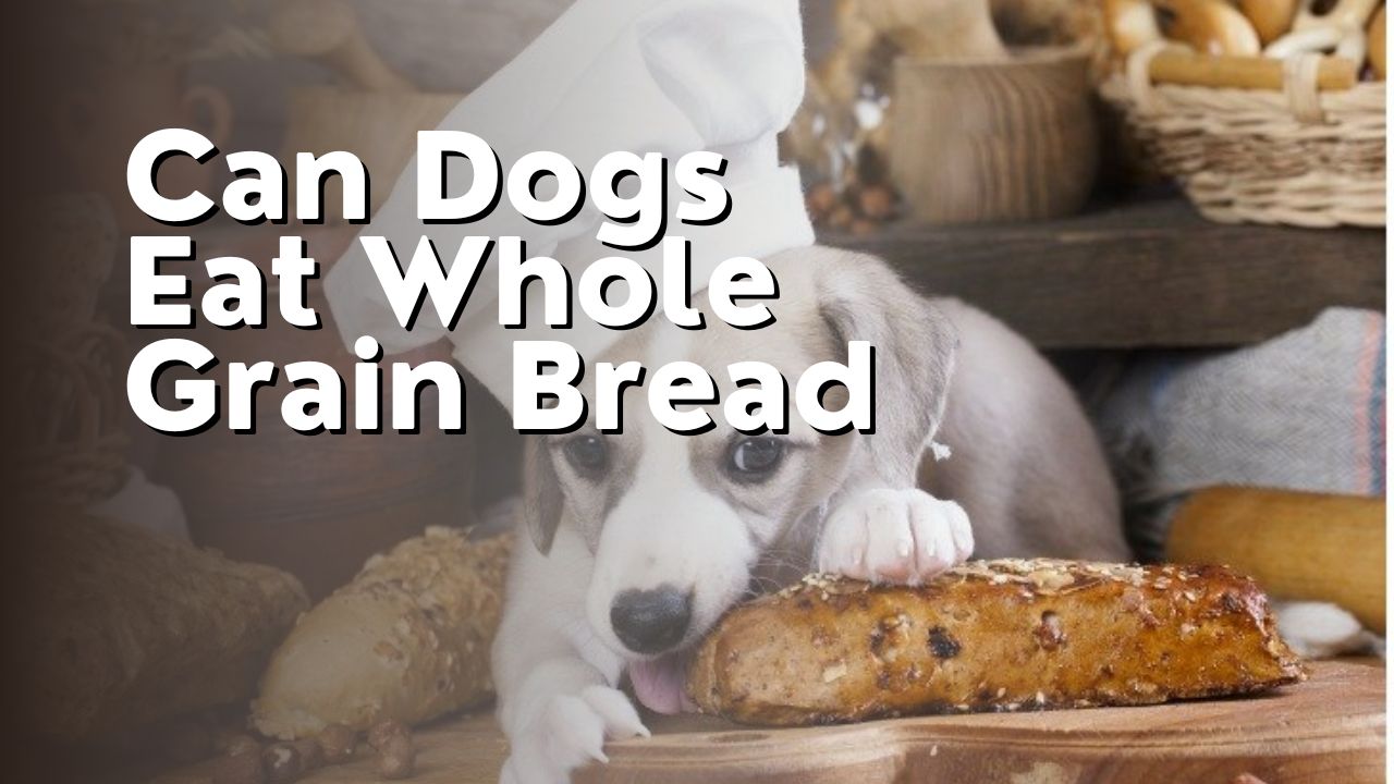 Can Dogs Eat Whole Grain Bread