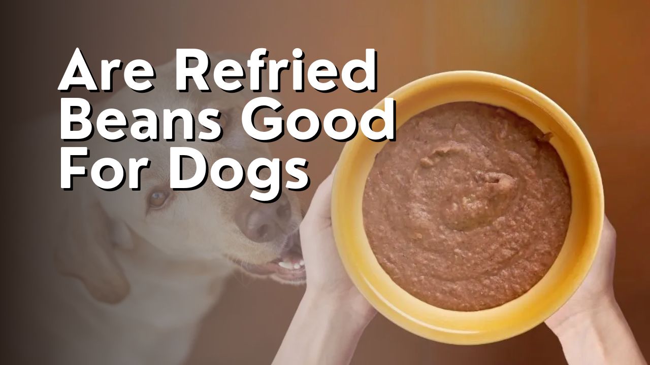 Are Refried Beans Good For Dogs