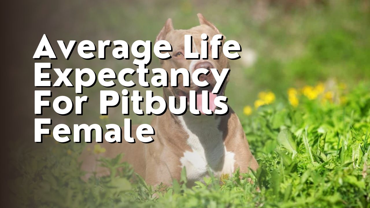 Average Life Expectancy For Pitbulls Female