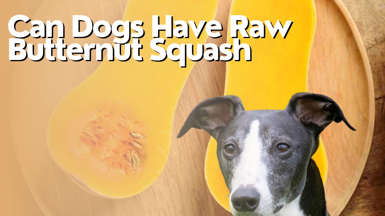 Can Dogs Have Raw Butternut Squash