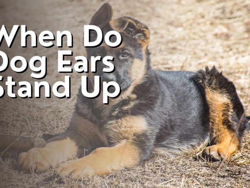 When Do Dog Ears Stand Up