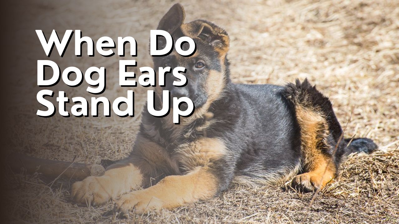 When Do Dog Ears Stand Up