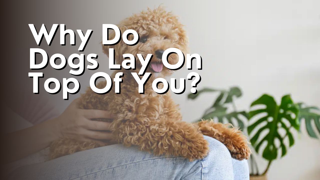 Why Do Dogs Lay On Top Of You?