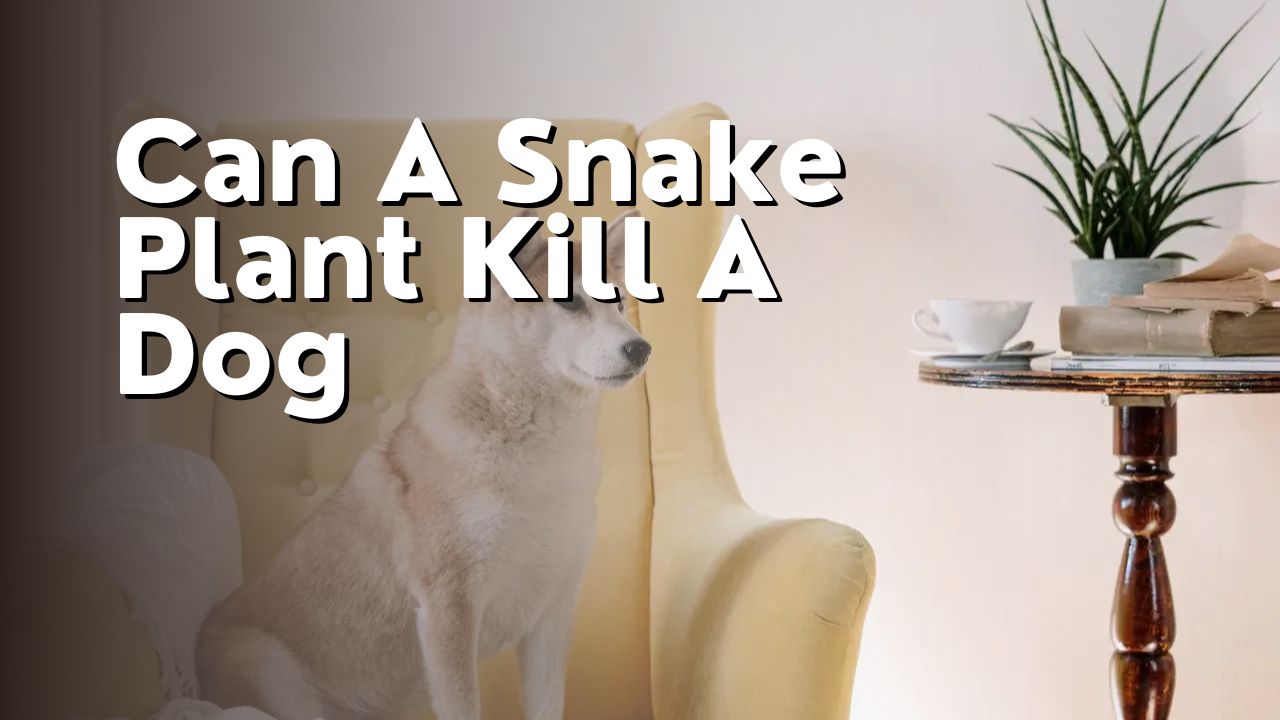 Can A Snake Plant Kill A Dog
