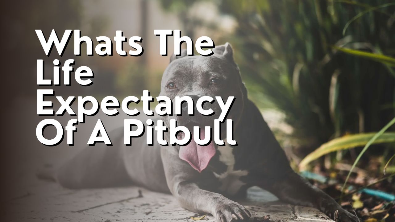 Whats The Life Expectancy Of A Pitbull