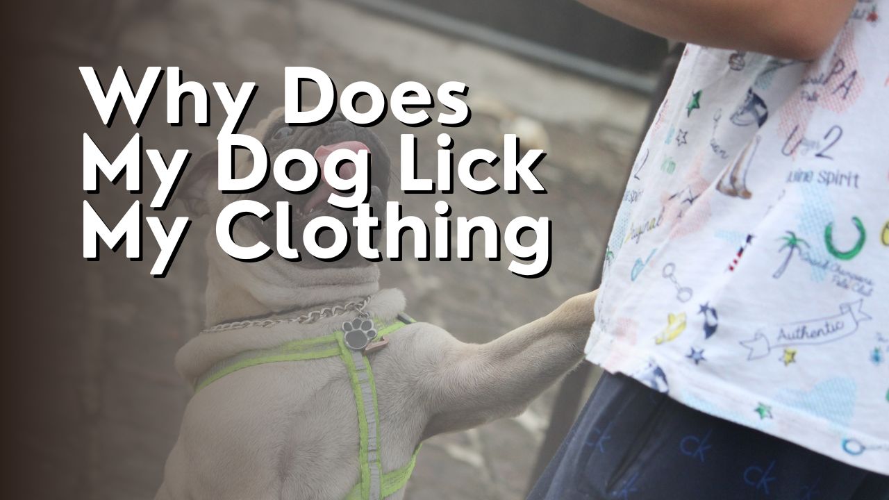 Why Does My Dog Lick My Clothing