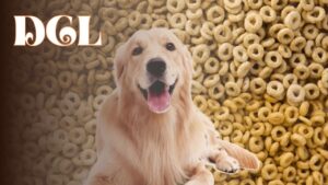 Can A Dog Eat Honey Nut Cheerios