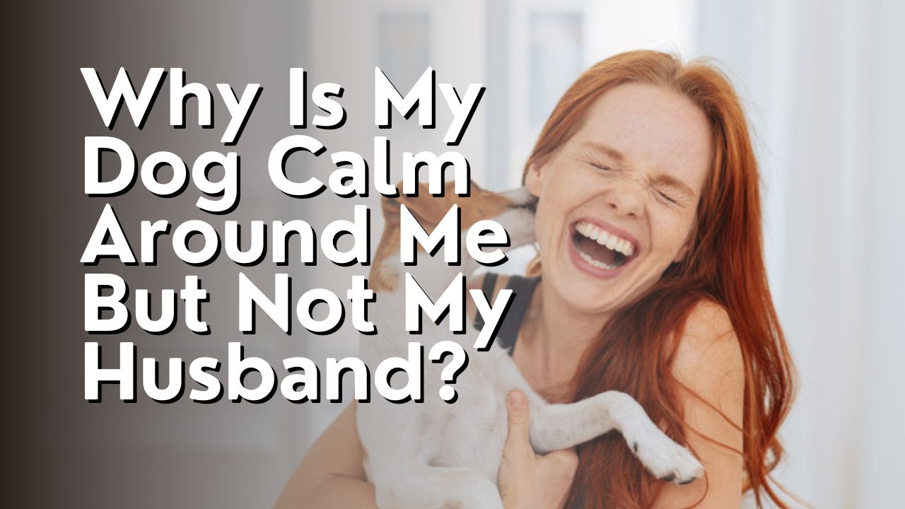 Why Is My Dog Calm Around Me But Not My Husband?