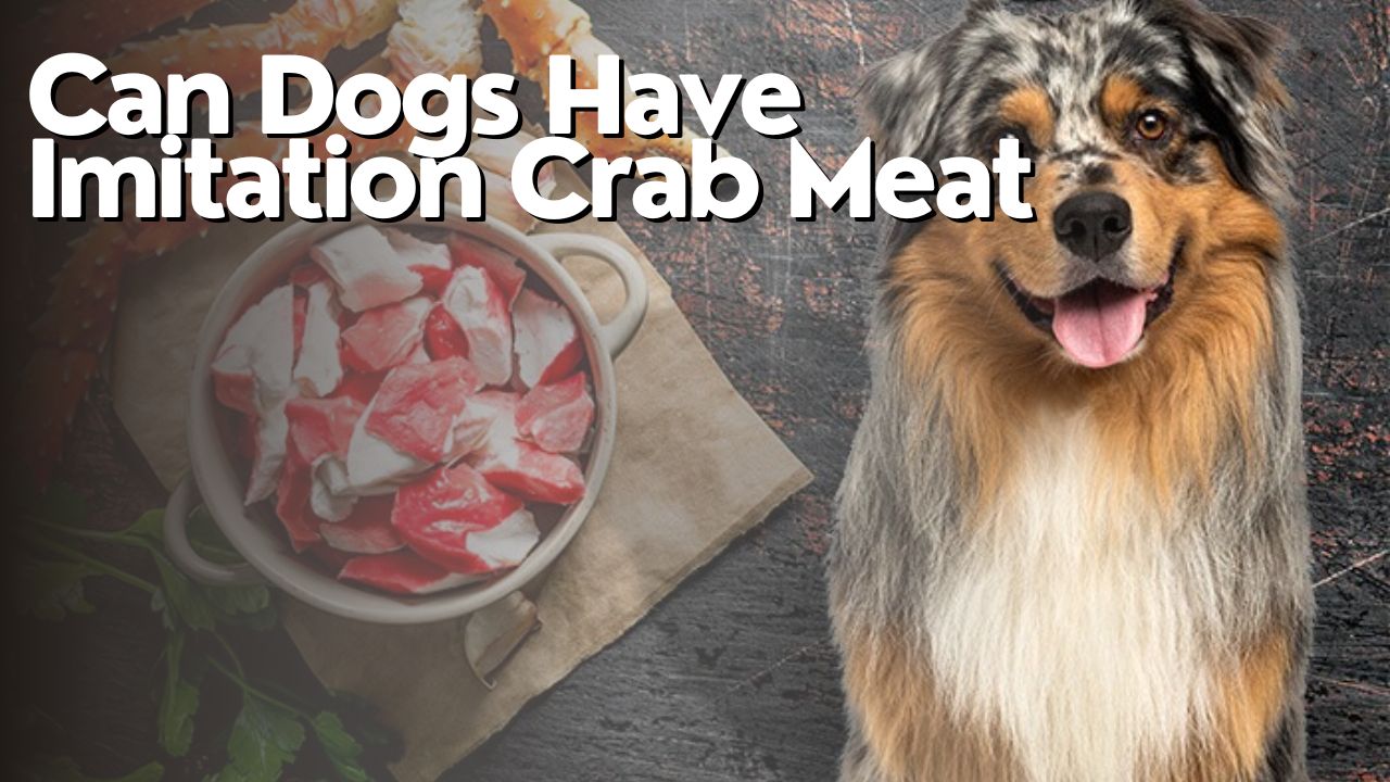 Can Dogs Have Imitation Crab Meat