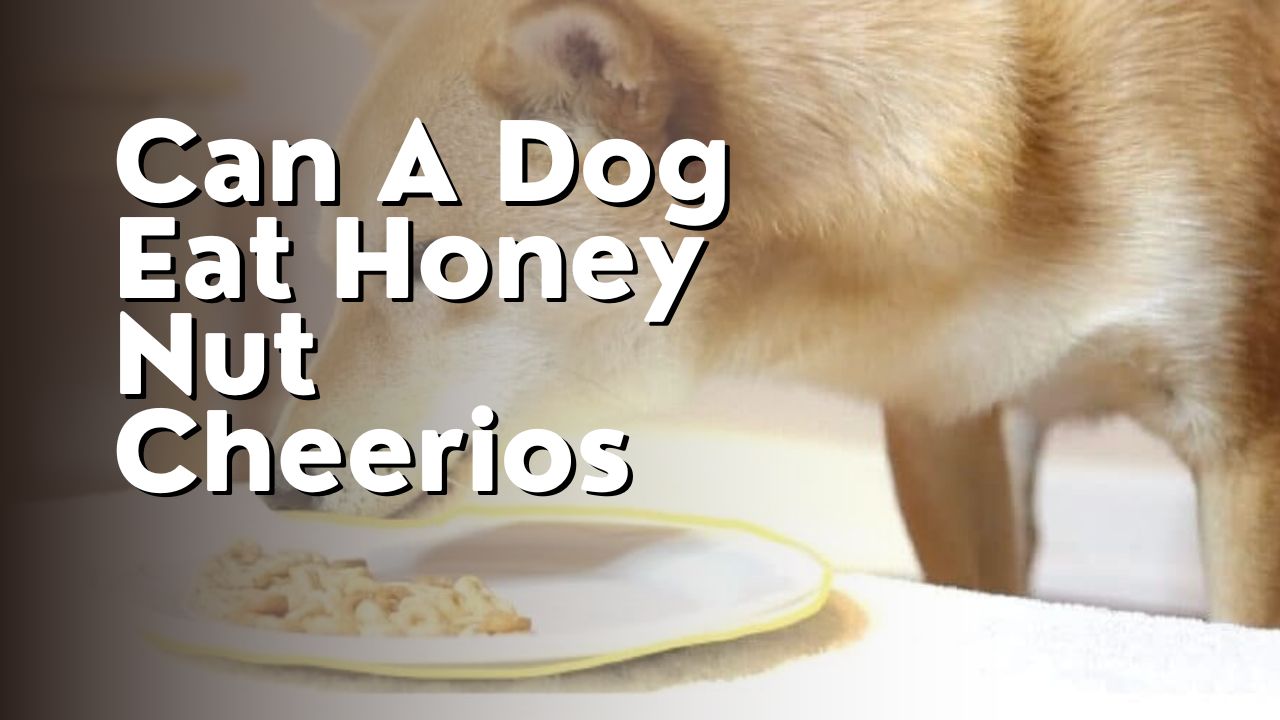 Can A Dog Eat Honey Nut Cheerios