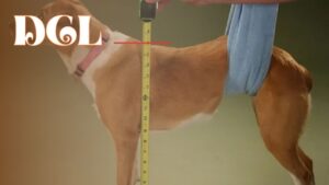How Do You Measure Dog Height