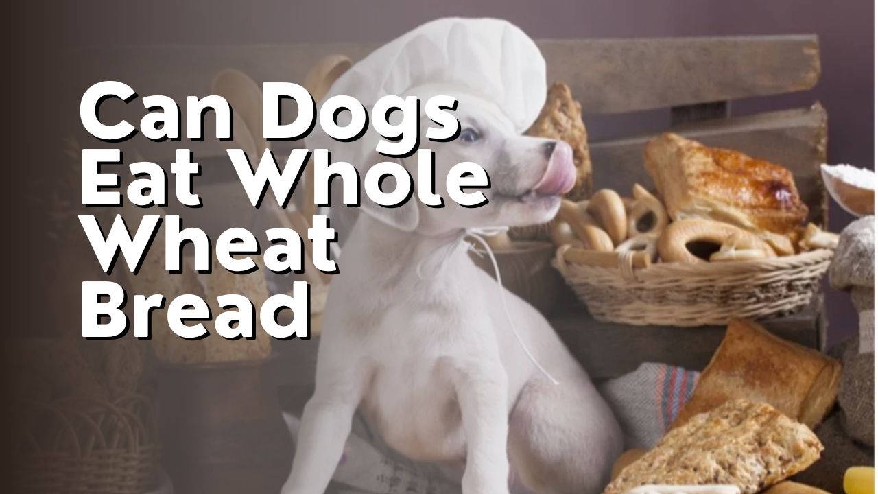 Can Dogs Eat Whole Wheat Bread