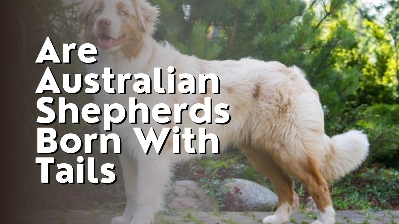 Are Australian Shepherds Born With Tails