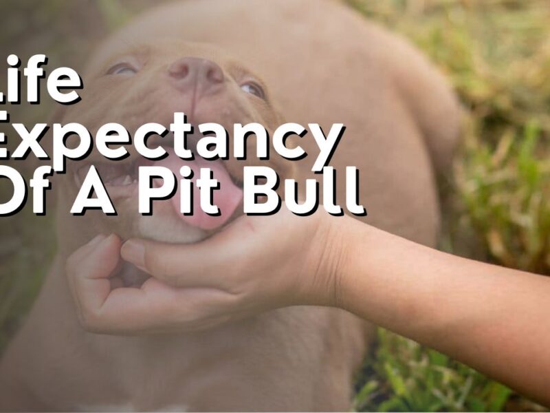 Life Expectancy Of A Pit Bull