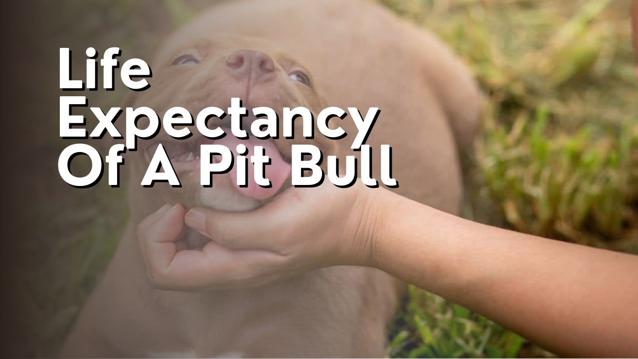 Life Expectancy Of A Pit Bull