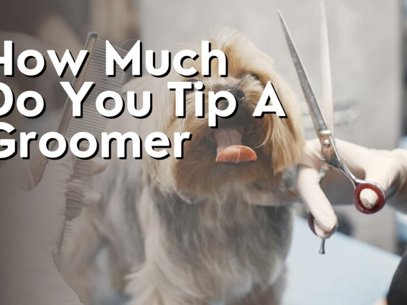How Much Do You Tip A Groomer