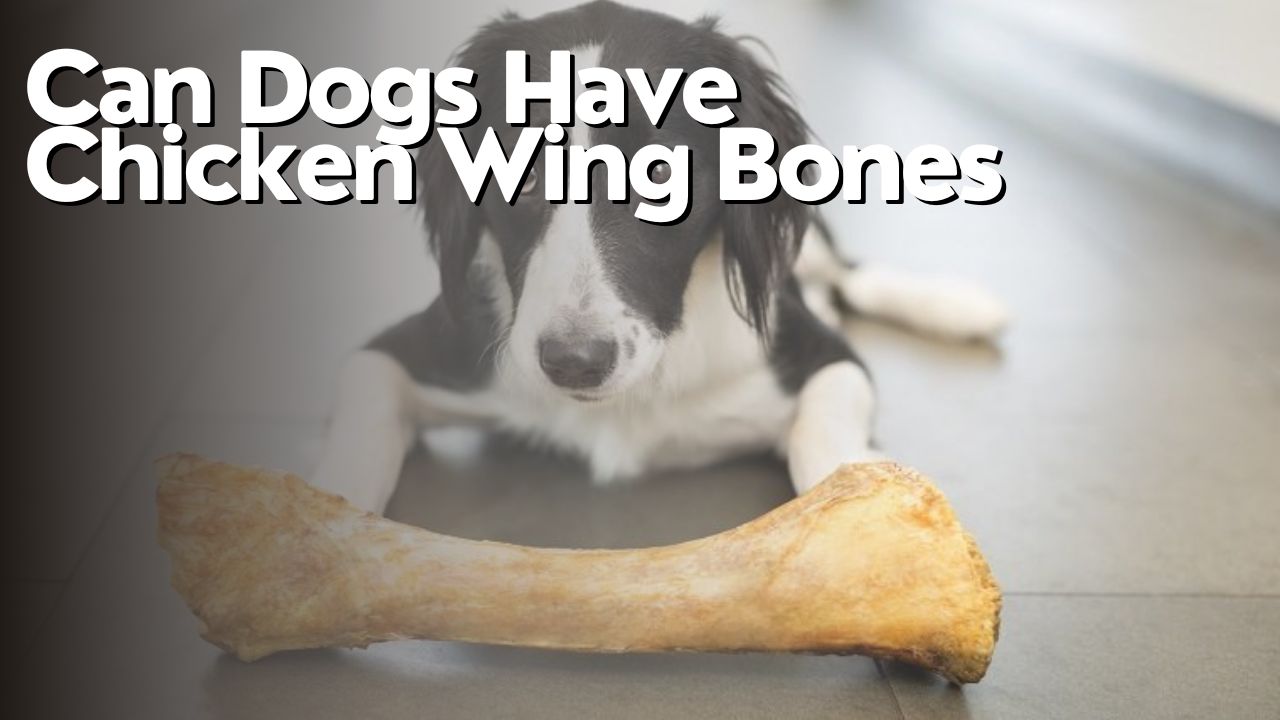 Can Dogs Have Chicken Wing Bones