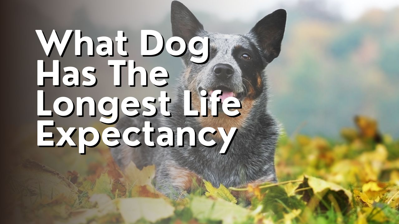 What Dog Has The Longest Life Expectancy