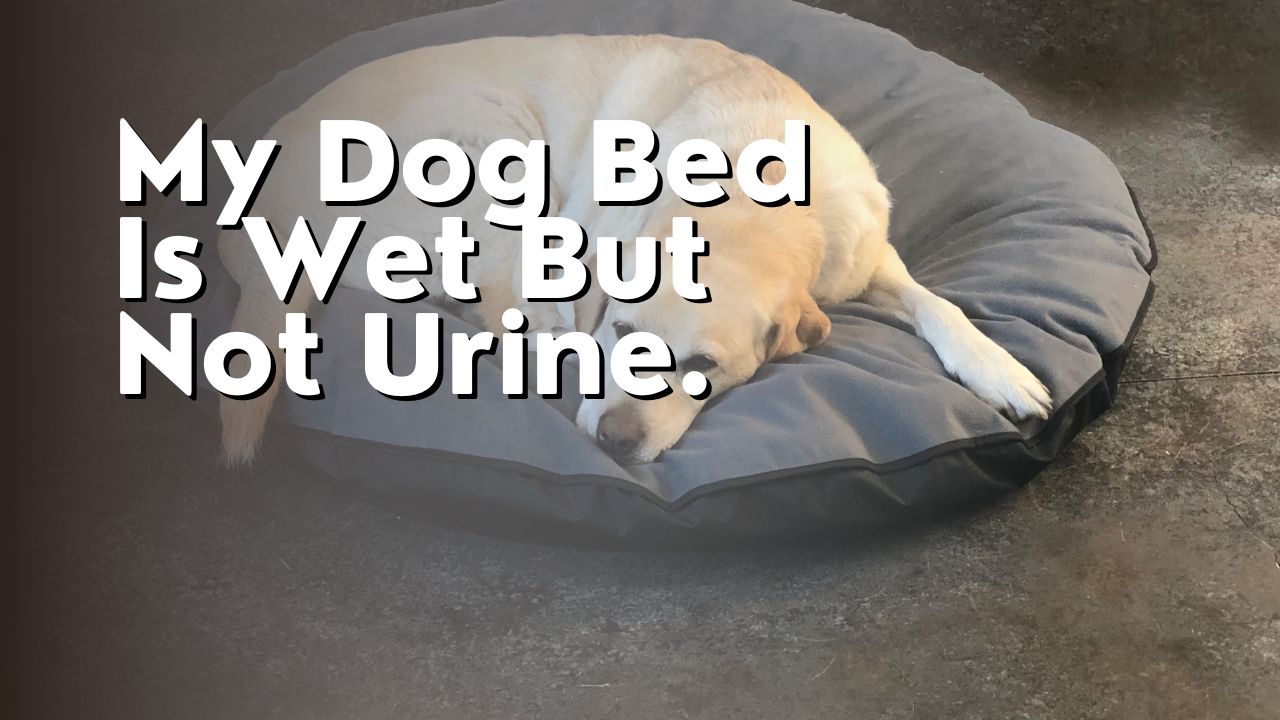 My Dog Bed Is Wet But Not Urine
