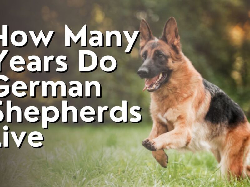 How Many Years Do German Shepherds Live
