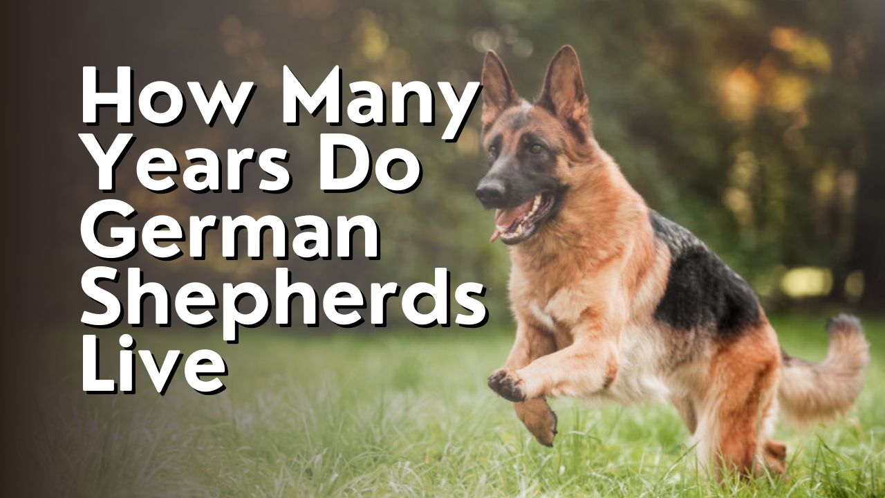 How Many Years Do German Shepherds Live
