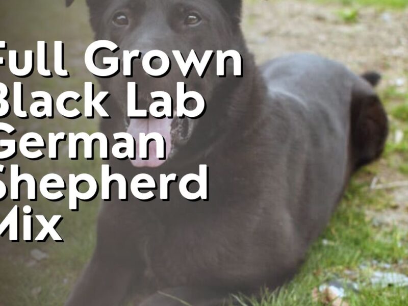 Full Grown Black Lab German Shepherd Mix