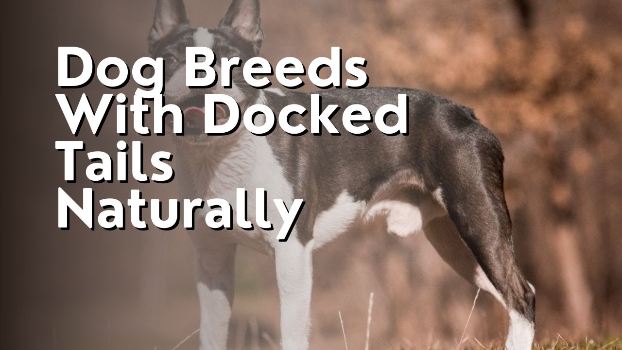 Dog Breeds With Docked Tails Naturally
