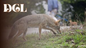 Do Coyotes Lure Dogs To Kill Them