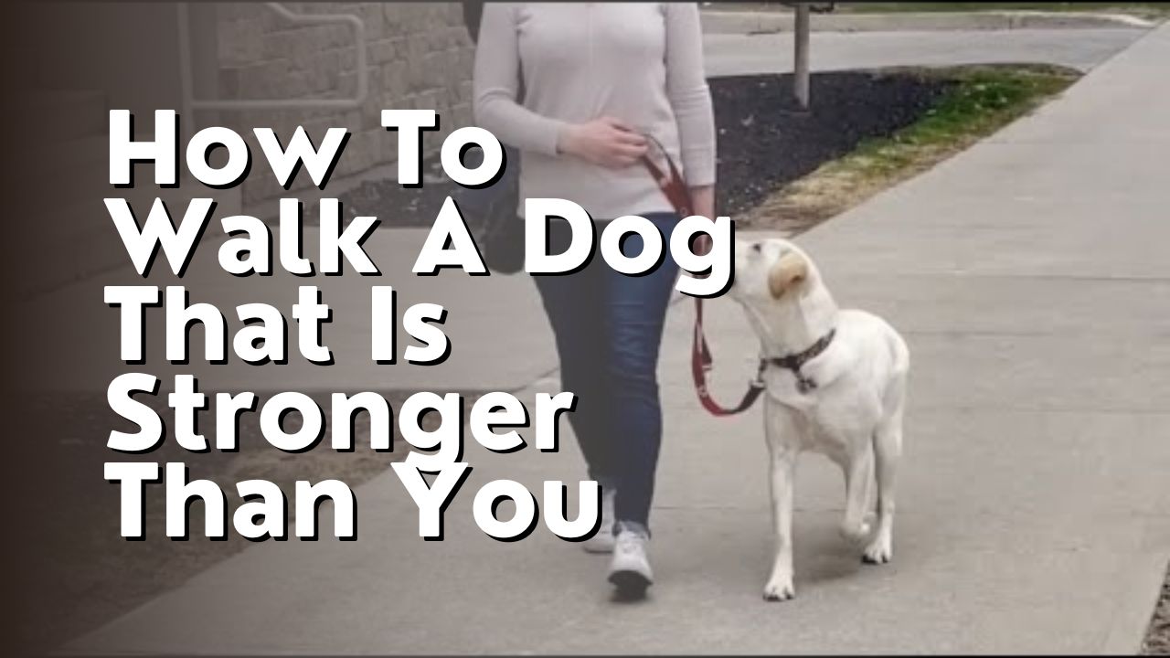 How To Walk A Dog That Is Stronger Than You