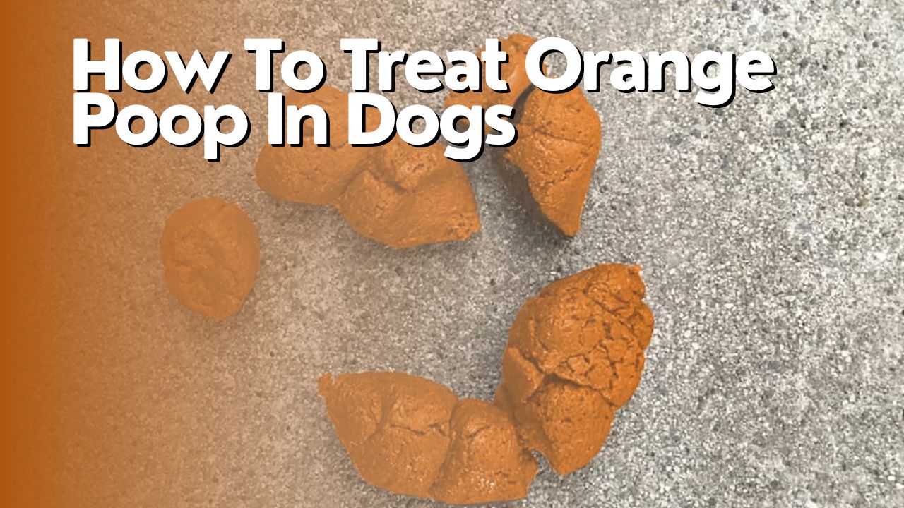 How To Treat Orange Poop In Dogs