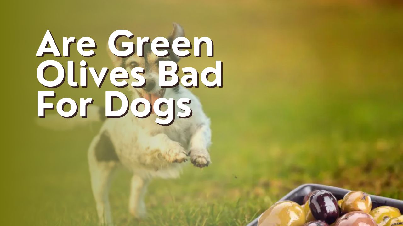 Are Green Olives Bad For Dogs