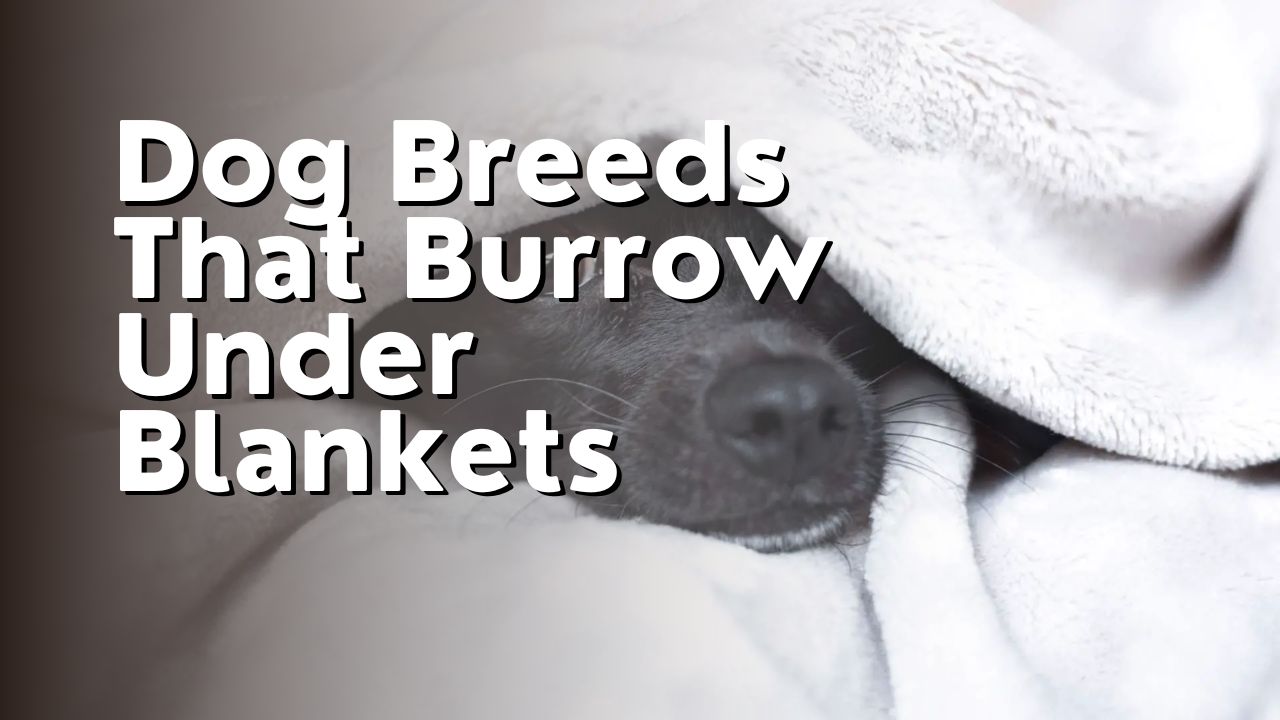 Dog Breeds That Burrow Under Blankets