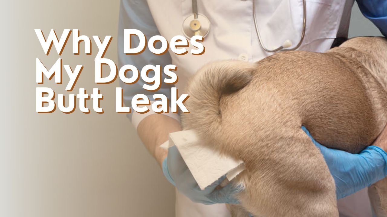 Why Does My Dogs Butt Leak