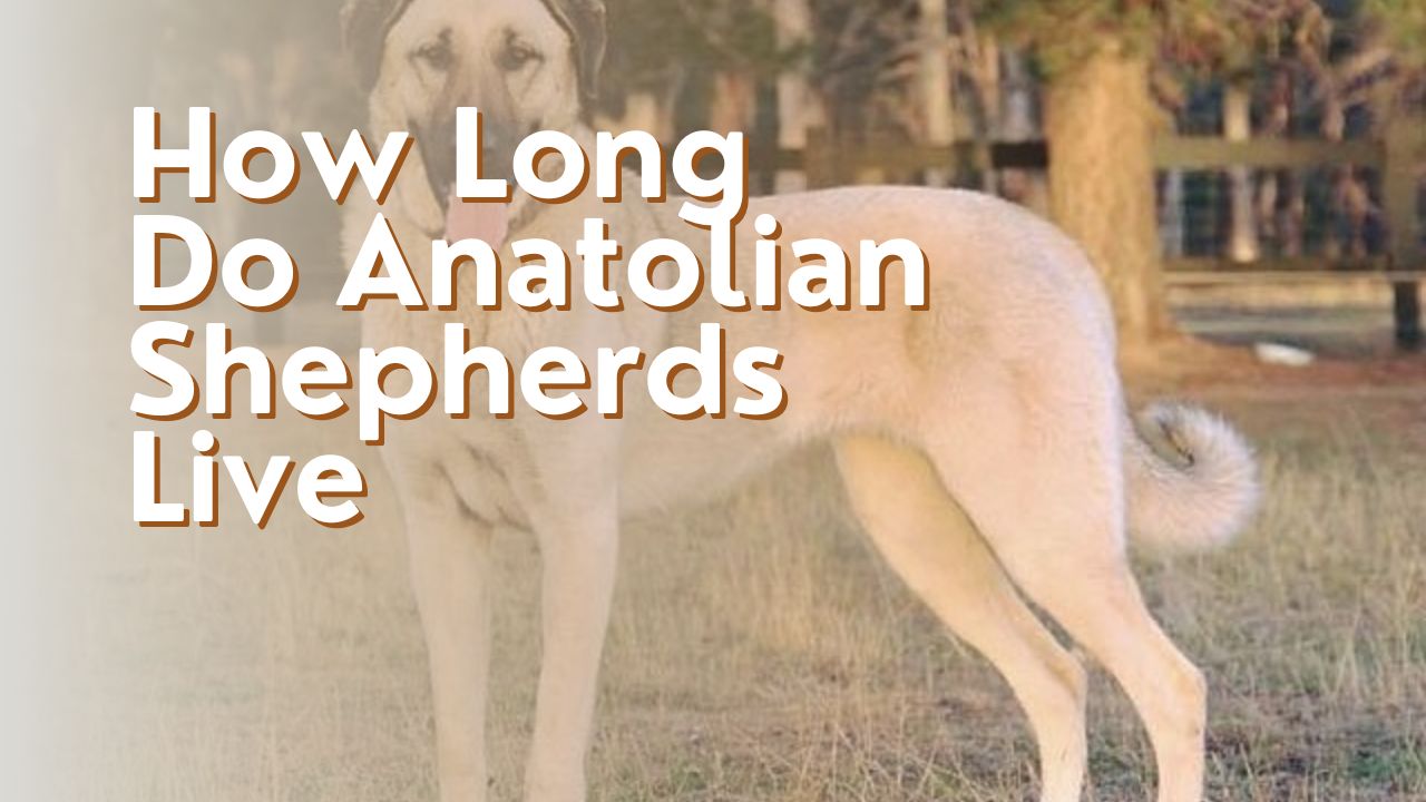 How Long Do Anatolian Shepherds Live