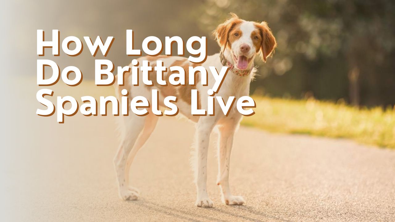 How Long Do Brittany Spaniels Live