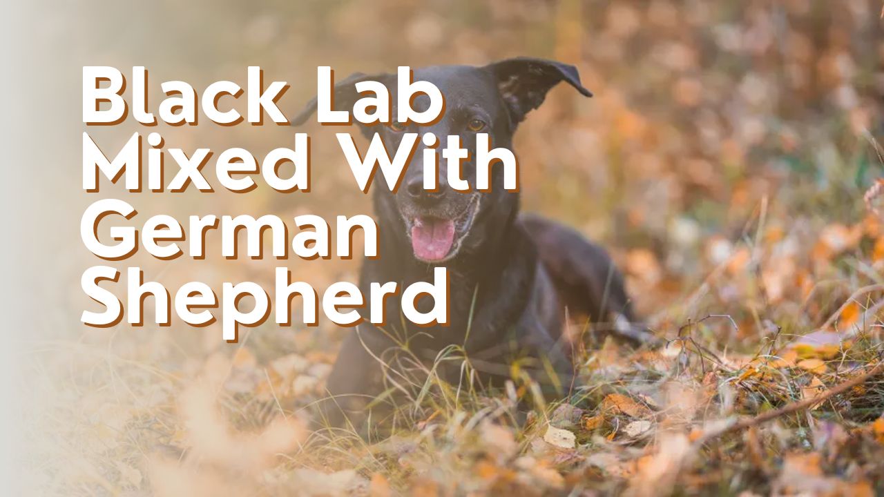 Black Lab Mixed With German Shepherd